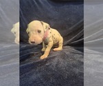 Puppy 8 Dalmatian