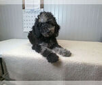 Puppy 2 Goldendoodle