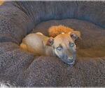 Small Mutt