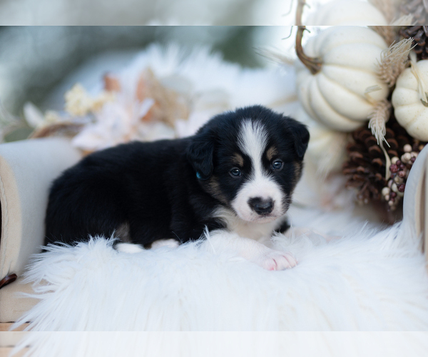 Medium Photo #4 Border Collie Puppy For Sale in CONWAY, MO, USA