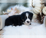 Small #3 Border Collie