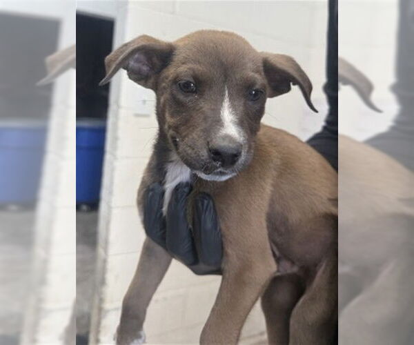 Medium Photo #1 Labrador Retriever-Unknown Mix Puppy For Sale in San Bernardino, CA, USA