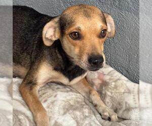 Phoenix - Female Raggle Dog for Adoption - Photo #2