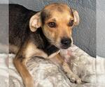 Small Photo #2 Raggle Puppy For Sale in San Diego, CA, USA