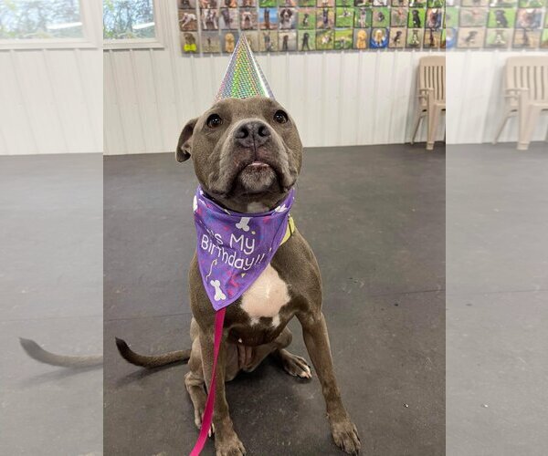 Medium Photo #3 American Pit Bull Terrier-Unknown Mix Puppy For Sale in Lockport, NY, USA