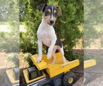 Small #1 Jack-Rat Terrier