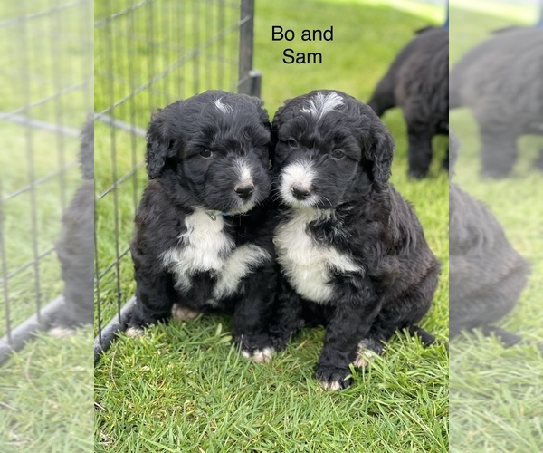 Full screen Photo #1 Aussiedoodle Puppy For Sale in BATTLE GROUND, WA, USA
