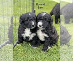 Small Photo #1 Aussiedoodle Puppy For Sale in BATTLE GROUND, WA, USA