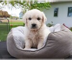 Small #1 Golden Retriever