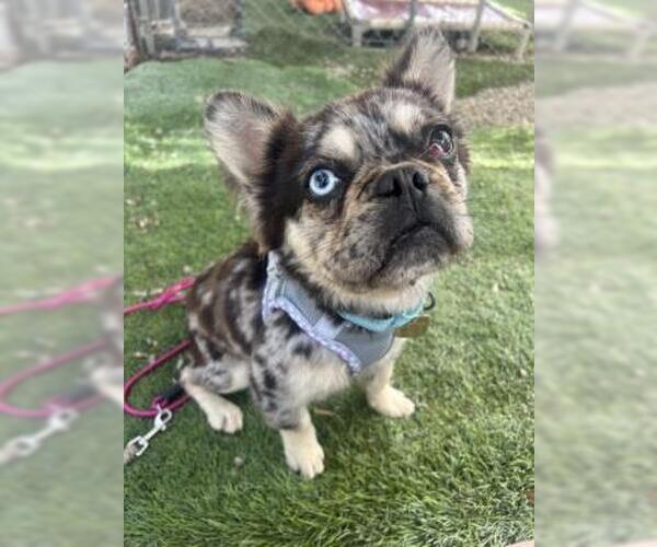 Medium Photo #3 French Bulldog-Unknown Mix Puppy For Sale in Ventura, CA, USA