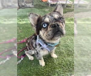 Anton - Male French Bulldog-Unknown Mix Dog for Adoption - Photo #3