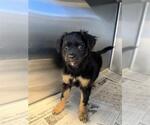 Small Boykin Spaniel