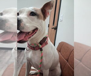 DAISY GOOD DOG -She'll Bloom in Your Heart Forever - Female American Bulldog-Unknown Mix Dog for Adoption - Photo #5