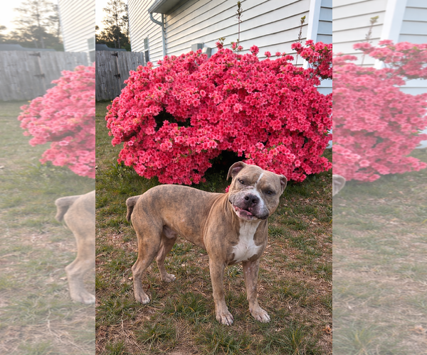 Medium Photo #4 Bull Terrier-Unknown Mix Puppy For Sale in Holly Springs, NC, USA