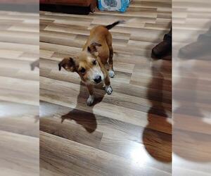 American Staffordshire Terrier-Unknown Mix Dogs for adoption in San Antonio, TX, USA