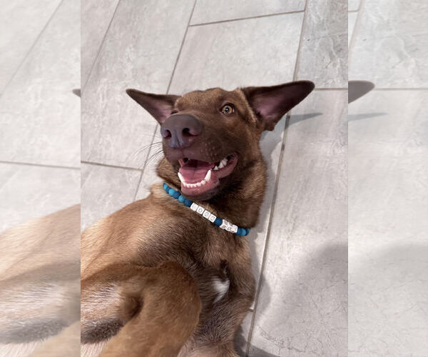 Medium Photo #2 Labrador Retriever-Unknown Mix Puppy For Sale in Stevens Point, WI, USA