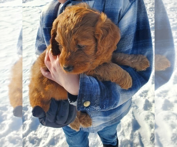 Medium Photo #18 Goldendoodle Puppy For Sale in COKATO, MN, USA