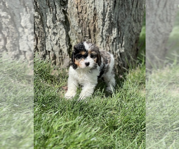 Medium Photo #2 Cavapoo (Miniature) Puppy For Sale in DUNDEE, OH, USA