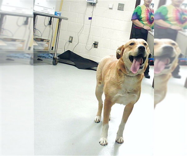 Medium Photo #1 Labrador Retriever-Unknown Mix Puppy For Sale in Fayetteville, NC, USA