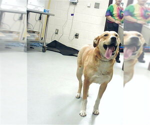 Labrador Retriever-Unknown Mix Dogs for adoption in Fayetteville, NC, USA