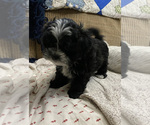 Small Photo #1 ShihPoo Puppy For Sale in KETTLE FALLS, WA, USA