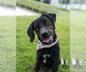 Walter - Male Labrottie Dog for Adoption - Photo #10
