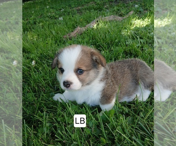 Medium Photo #3 Pembroke Welsh Corgi Puppy For Sale in REDKEY, IN, USA