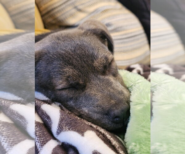 Medium Photo #8 Labrador Retriever-Unknown Mix Puppy For Sale in Sandy, UT, USA