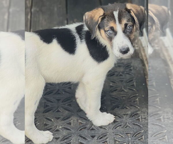Medium Photo #5 Treeing Walker Coonhound-Unknown Mix Puppy For Sale in Dana Point, CA, USA