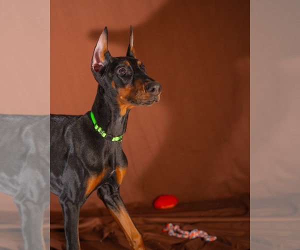 Medium Photo #1 Doberman Pinscher Puppy For Sale in RIVERDALE, MD, USA