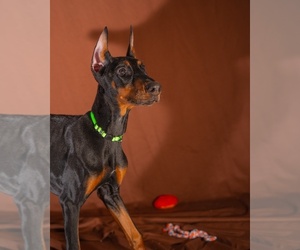 Medium Doberman Pinscher
