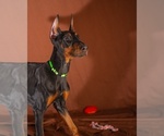 Puppy Green Doberman Pinscher