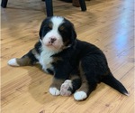 Small Photo #5 Bernese Mountain Dog Puppy For Sale in RICHFIELD SPRINGS, NY, USA
