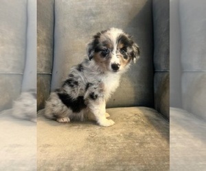 Australian Shepherd Puppy for sale in INDIANAPOLIS, IN, USA