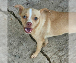 Chihuahua-Unknown Mix Dogs for adoption in Wakefield, RI, USA