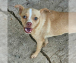 Small Chihuahua Mix