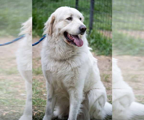 Medium Photo #4 Great Pyrenees Puppy For Sale in Bountiful, UT, USA