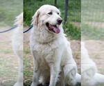 Small #3 Great Pyrenees