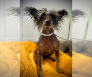 Mutt Dogs for adoption in Pacolet, SC, USA