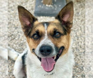 Mutt Dogs for adoption in Jefferson, WI, USA