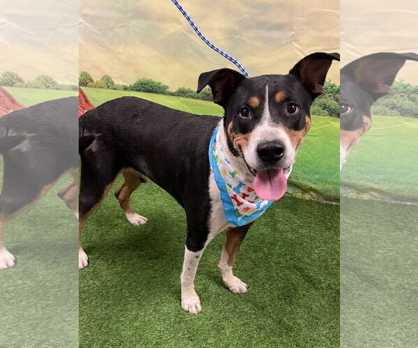 Medium Photo #2 Labrador Retriever-Unknown Mix Puppy For Sale in Euless, TX, USA