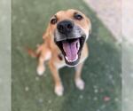 Small #1 Chihuahua Mix
