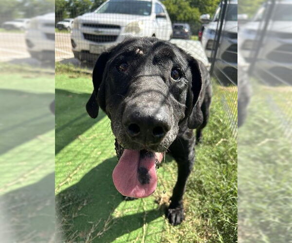 Medium Photo #1 Labrador Retriever-Unknown Mix Puppy For Sale in Waco, TX, USA
