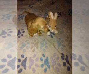 Dachshund Puppy for sale in GORDONVILLE, TX, USA