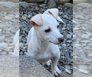 Chiweenie Dogs for adoption in Olalla, WA, USA