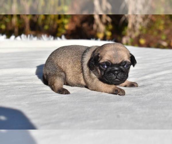 Medium Photo #7 Pug Puppy For Sale in PALM COAST, FL, USA