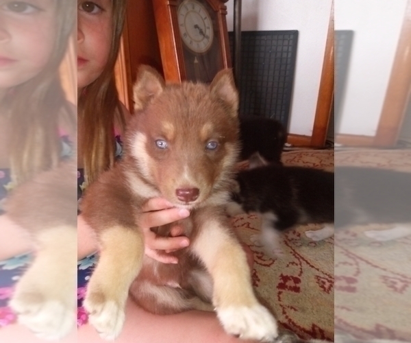 Medium Photo #6 German Shepherd Dog-Siberian Husky Mix Puppy For Sale in NEOSHO, MO, USA