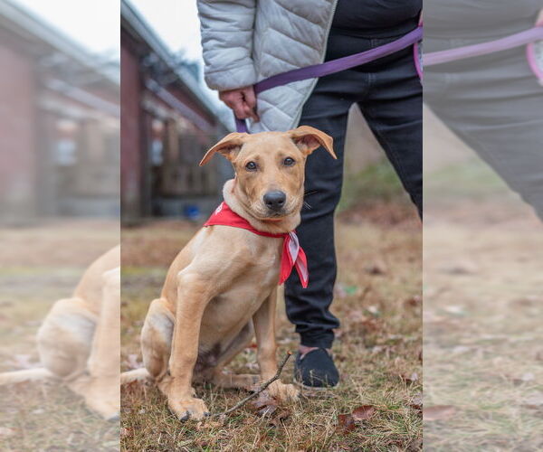 Medium Photo #6 Labrador Retriever-Unknown Mix Puppy For Sale in Oak Bluffs, MA, USA