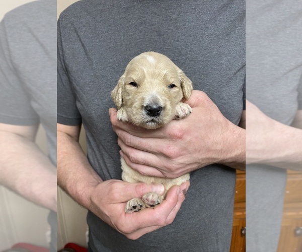 Medium Photo #6 Goldendoodle Puppy For Sale in WEAVERVILLE, NC, USA