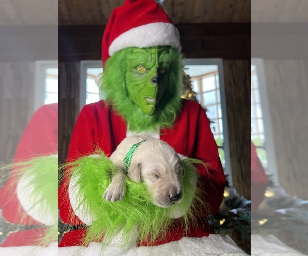 Medium Photo #6 Golden Retriever Puppy For Sale in NEOLA, WV, USA